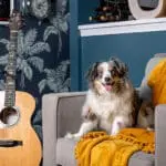 Britain's buy-to-let landlords are being forced to rethink their pet policies after the long-awaited Renters' Rights Act came into force on 1 May, handing tenants the legal right to request a furry companion in their rented home, and the right to challenge any refusal.