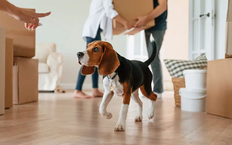 Pet friendly rental properties: renter searches halve as blanket bans end