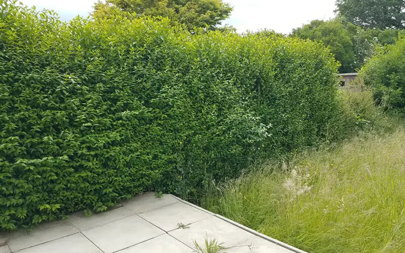 Reform social housing policy ties tenancies to tidy gardens