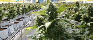 The cannabis market has seen unprecedented growth in recent years, driven by a growing consumer base, evolving regulations, and increasing interest in plant-based products.