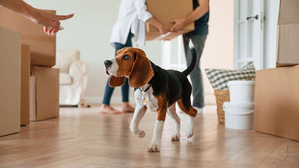 Searches for pet friendly rental properties have halved since May. Here is what the shift really means for landlord returns, deposits and damage risk.